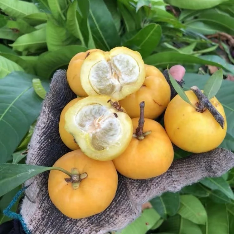 广西改良黄金山竹苗嫁接树苗四季南方常绿芒果树鸡蛋果苗水果树苗