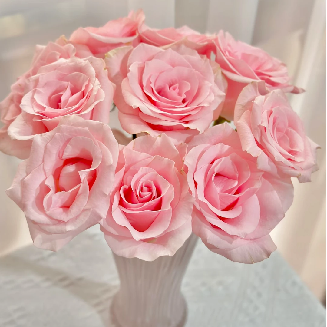 【粉爱神】单头玫瑰（全场同一地址两单顺丰冷链包邮噢~）