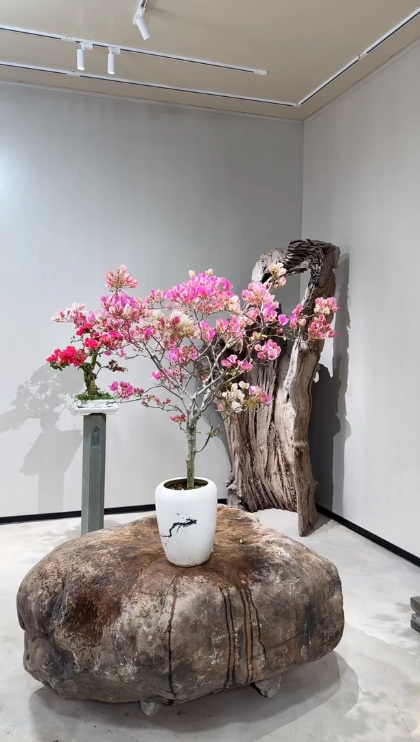 【闪购商品】盆景章红樱