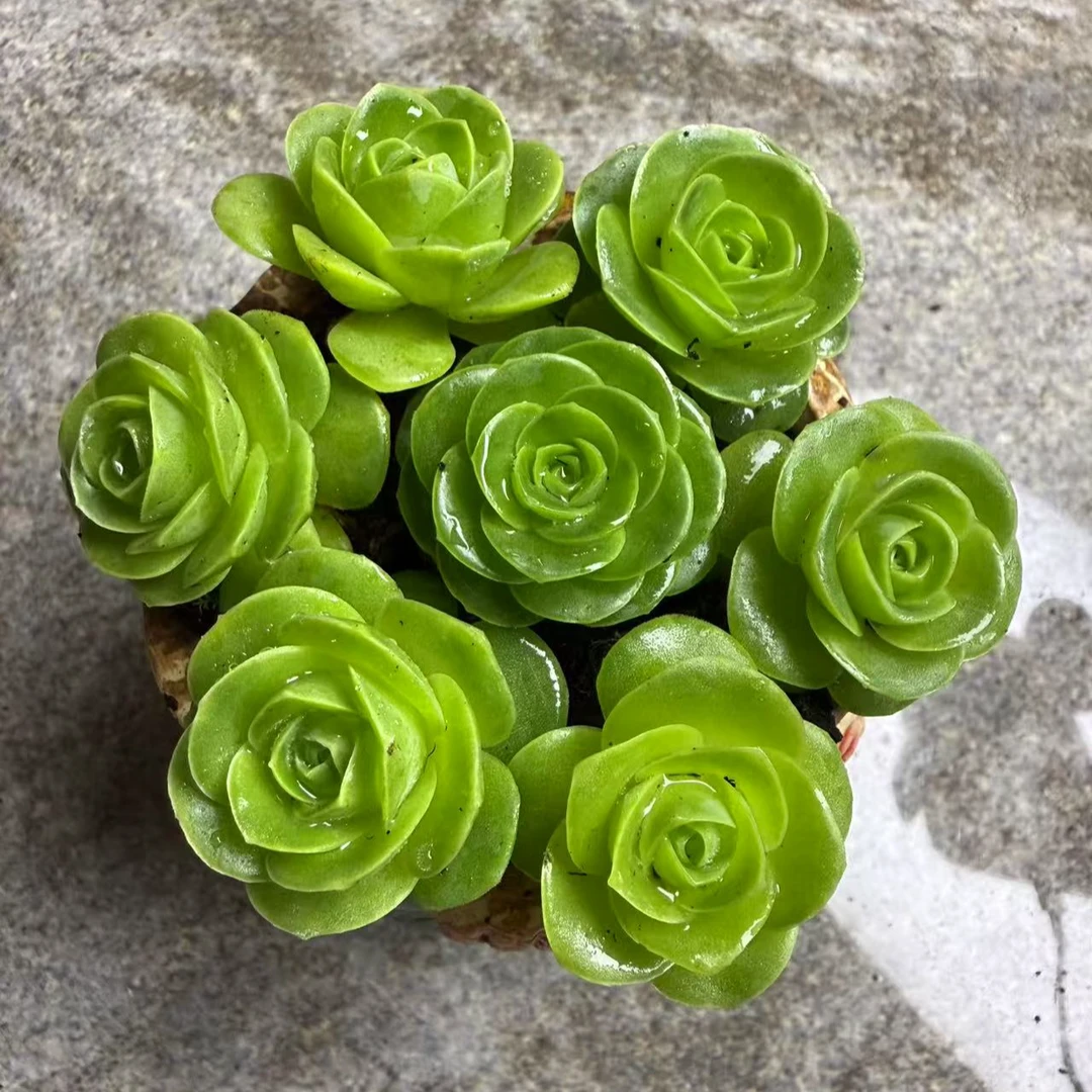 （满15包邮）7颗鸡蛋山地玫瑰穴盘多肉 冠幅3CM带土球发