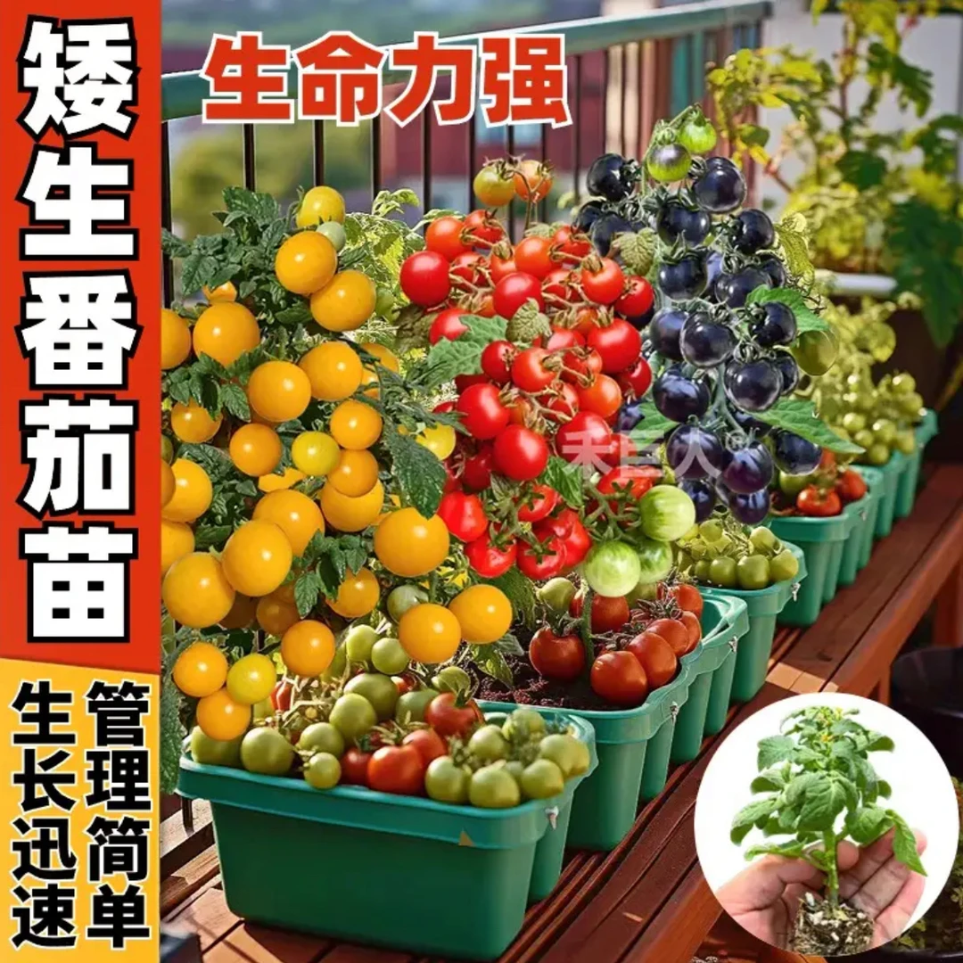 盆栽矮生番茄苗红黄黑地栽带土球基地直发