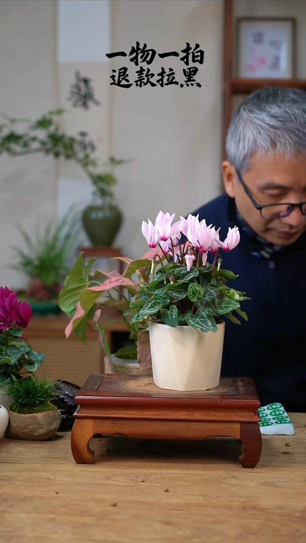 完全开放熹*106仙客来