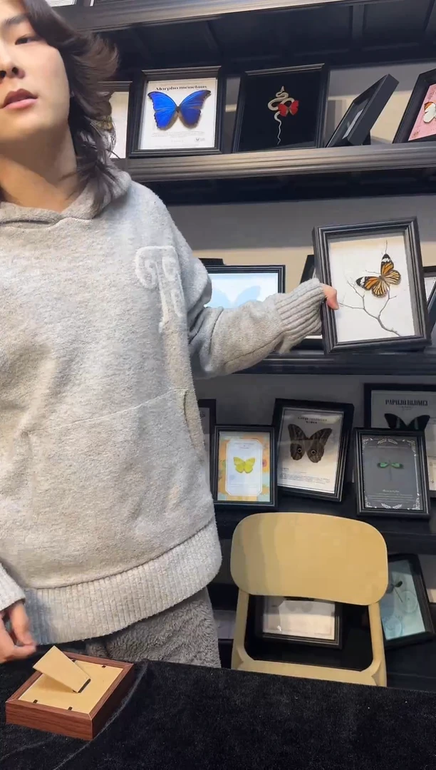 玻璃真实蝴蝶标本