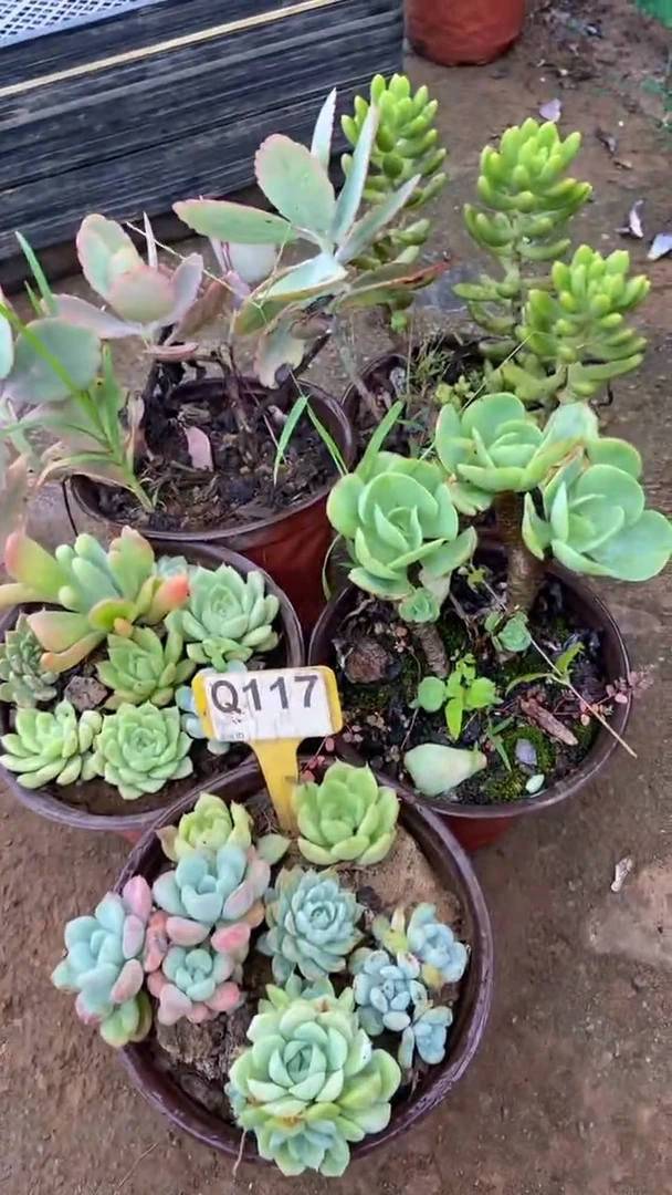 Q117多肉组合默认脱土发货