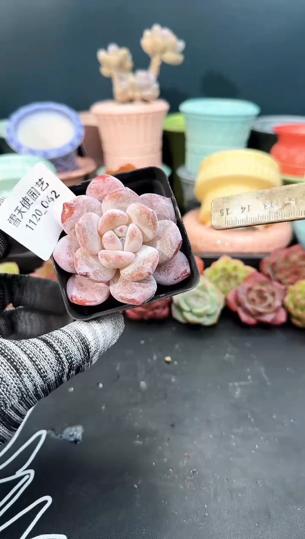 1120-  042青山 （冠幅6. 5 cm）