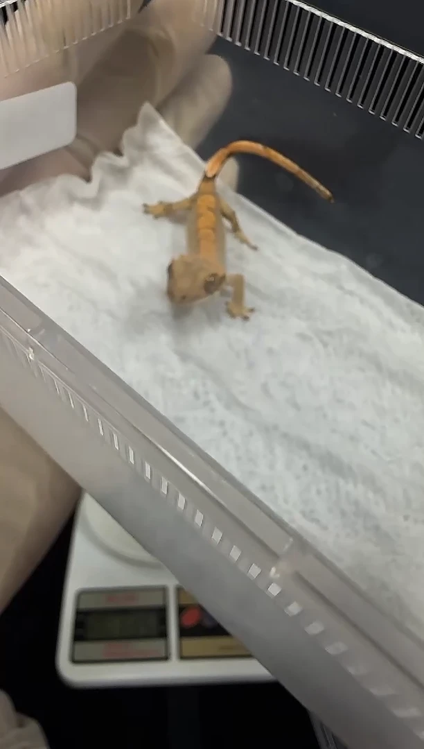 睫角守宫睫角守宫