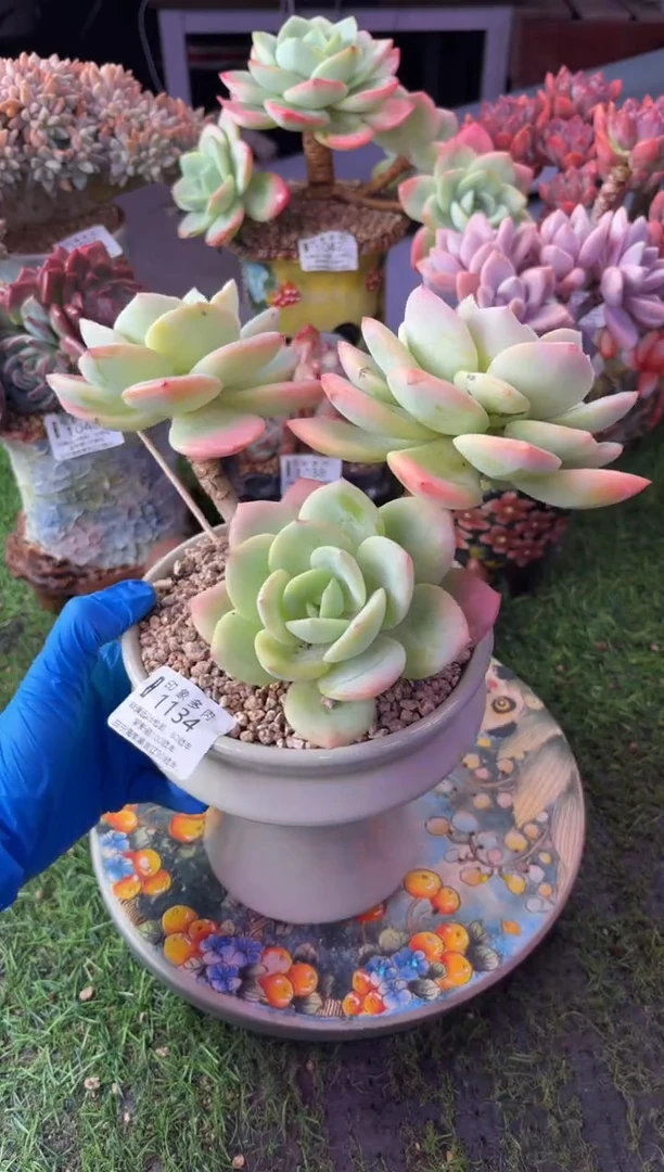 昆明印象多肉1134