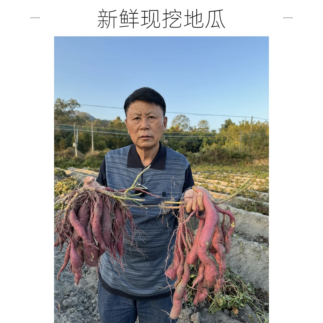 广东台山板栗薯粉糯香甜栗子番薯5斤不使用化肥农药除草剂