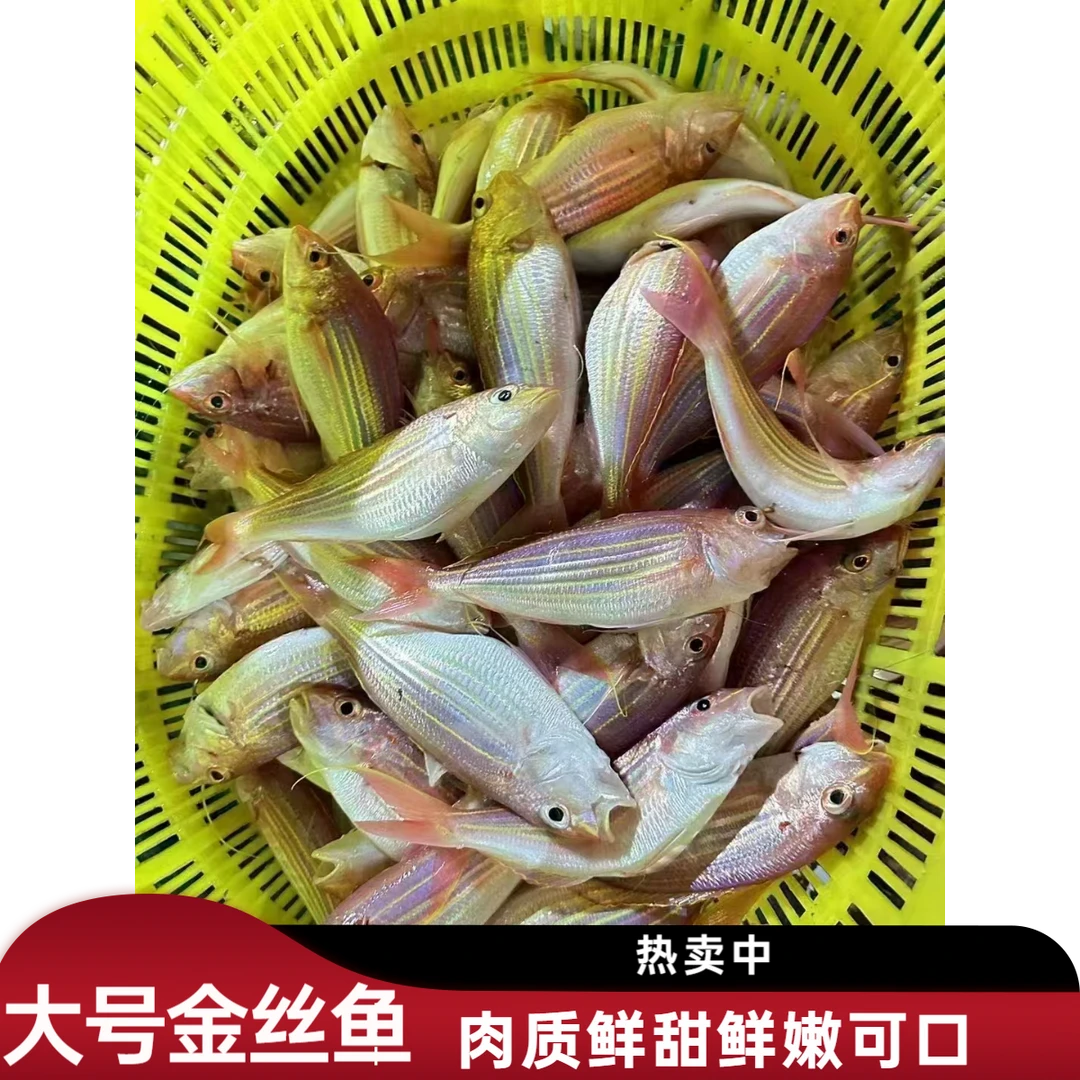 【大号金丝鱼】新鲜大号金丝5-6/条斤速冻博贺鱼港