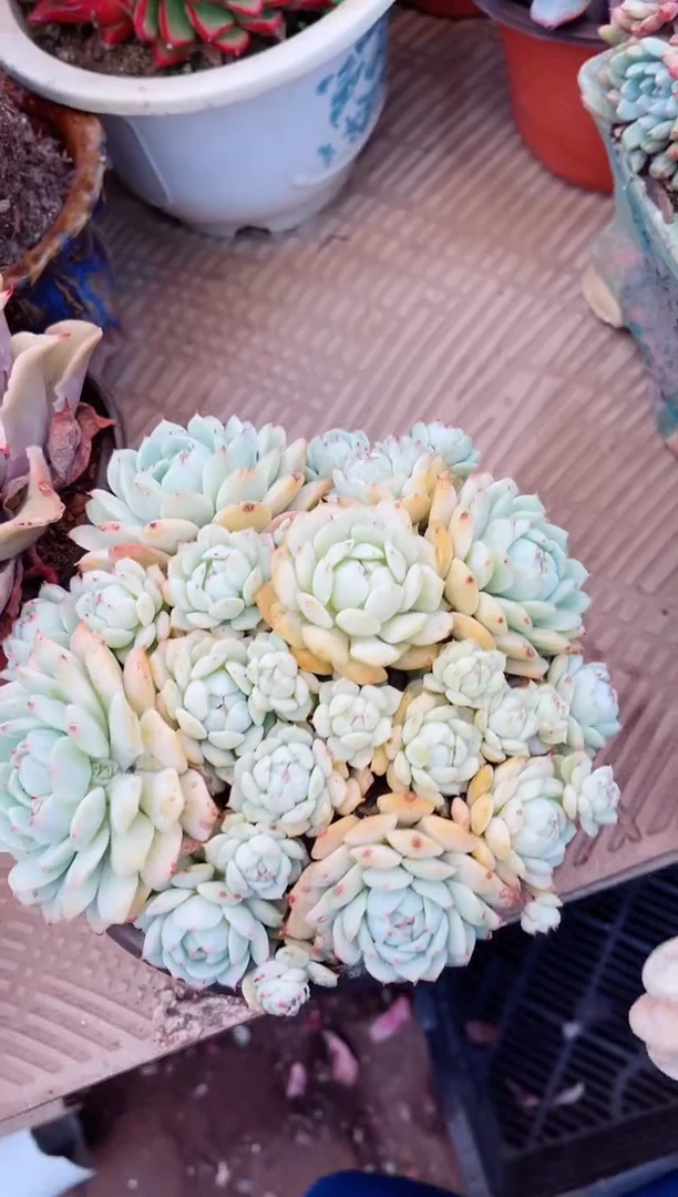 【闪购商品】08097