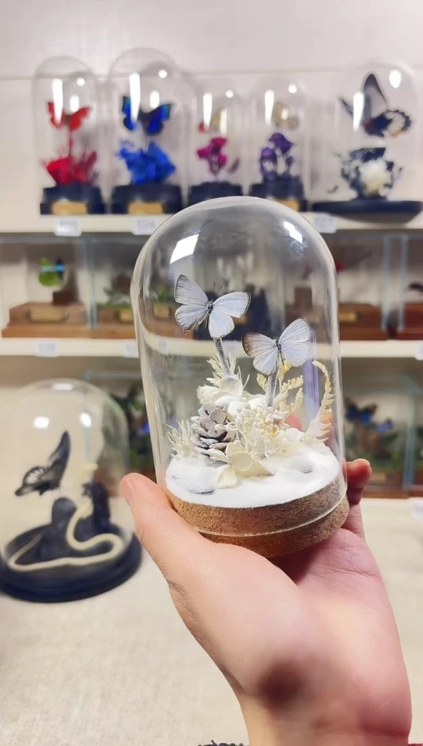 大自然真实蝴蝶标本