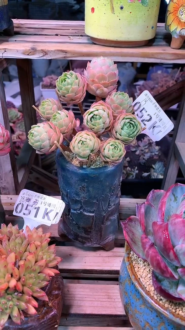 【闪购商品】052KKK