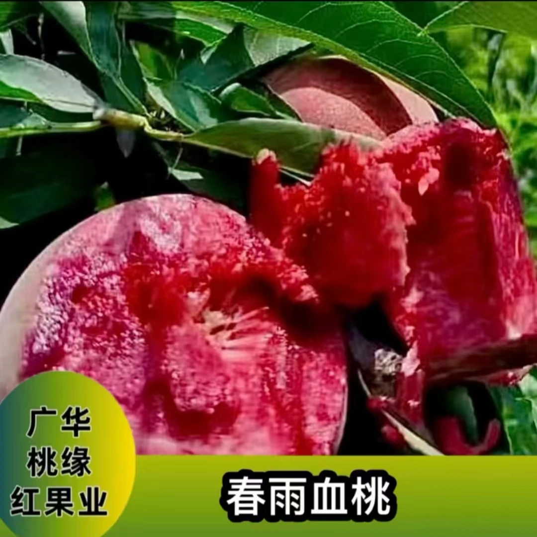 春雨血桃 秋后落叶发苗