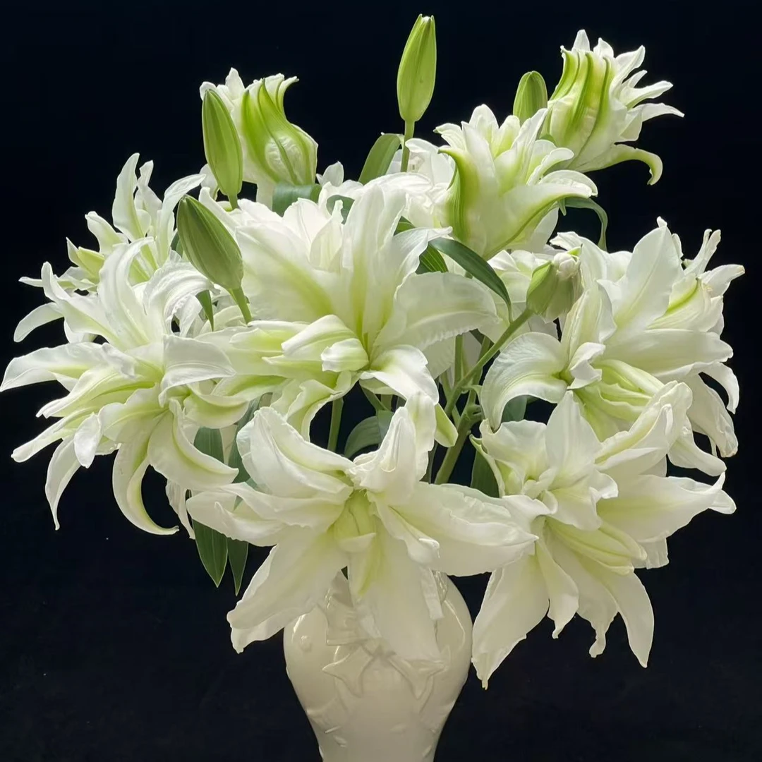 【次日达·艾莎重瓣香水百合】家居生活鲜花·全场任意两单顺丰送货上门·今天拍明天到·基地直发现采现发售后无忧