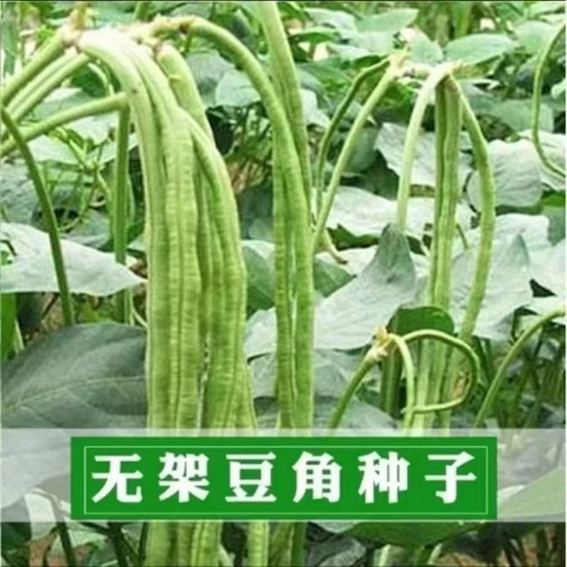 【全店满8包包邮】无架长豆角种子