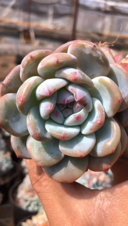 【闪购商品】5头橙梦露群