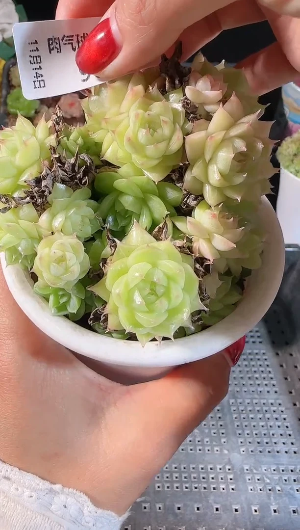 1114-96群生不包整