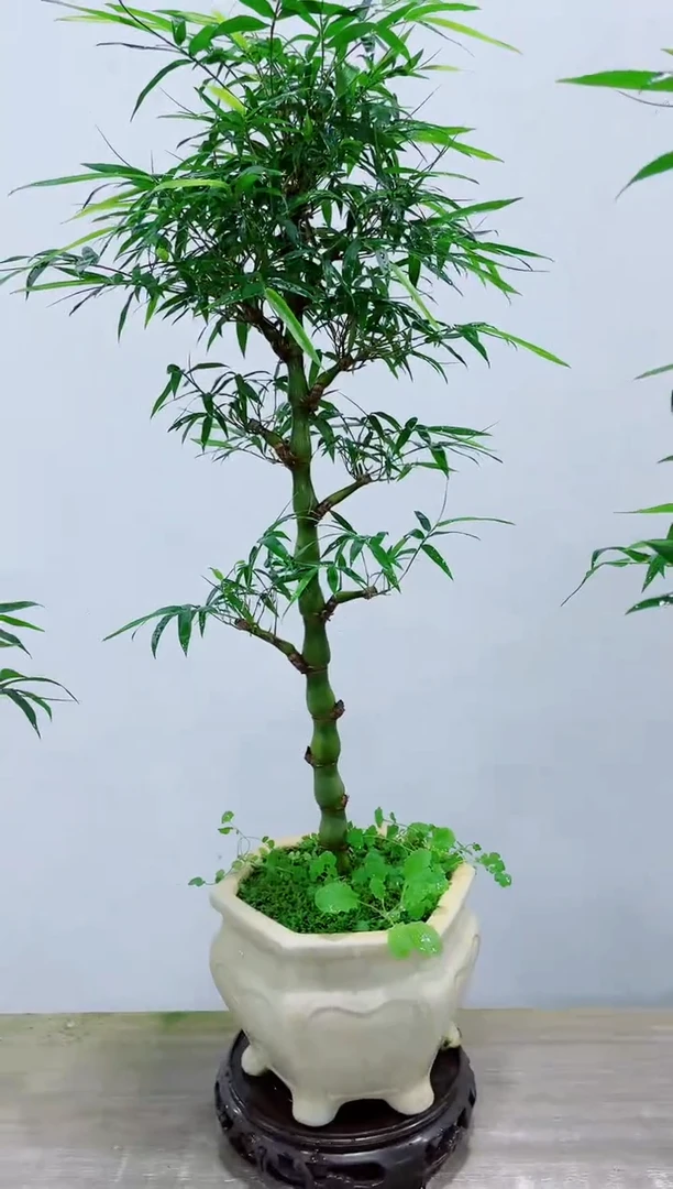 【闪购商品】竹子盆景竹子盆景