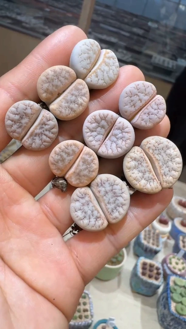 167多肉植物肉锥山脉拿铁一颗