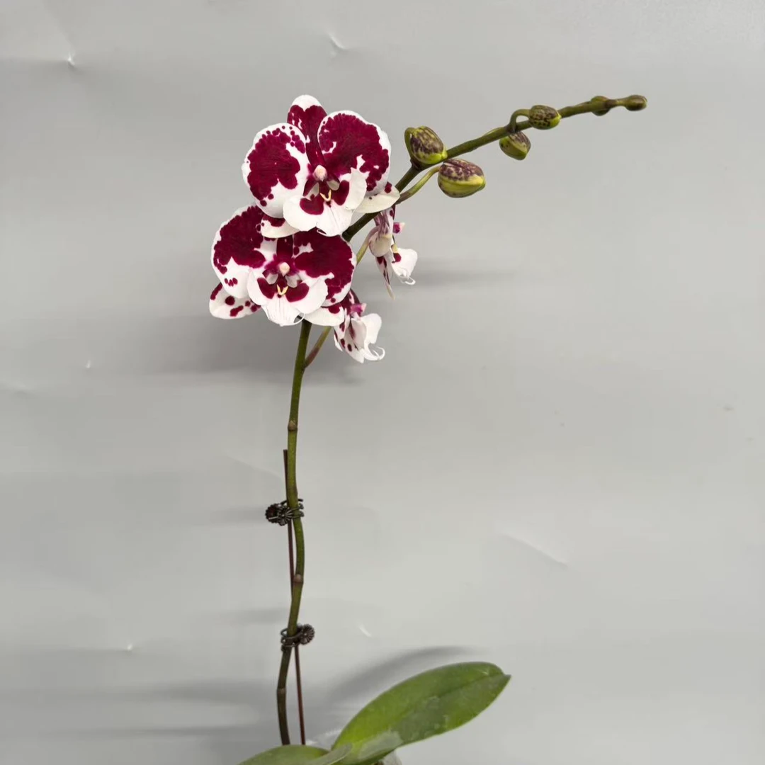 蝴蝶兰【一千零一夜】室内花花基地直发