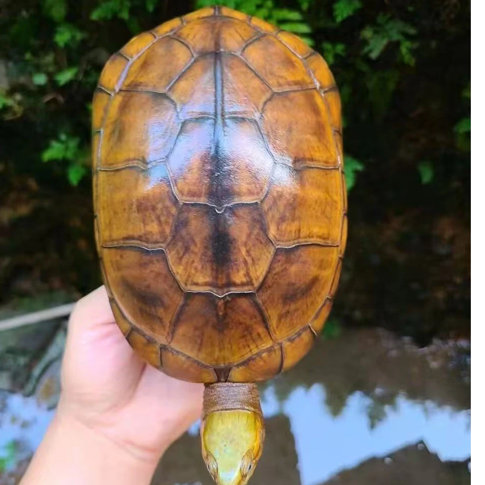 直播黄喉小青龟活体宠物外池冷水乌龟