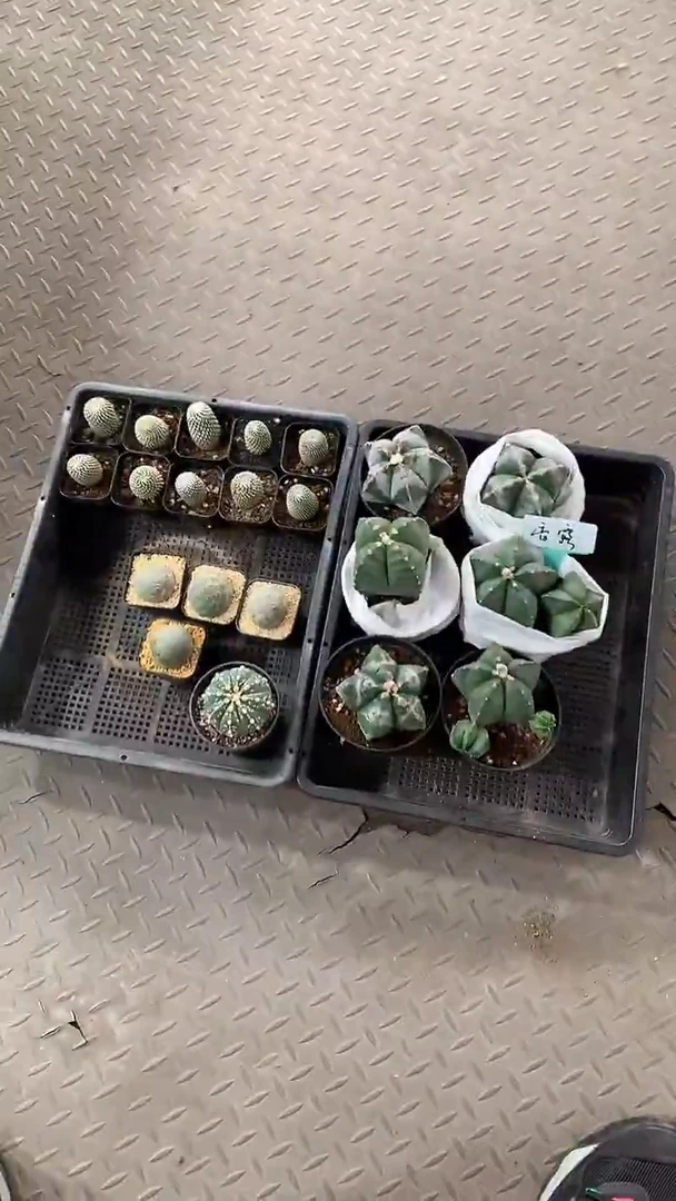 21颗仙人球   裸根发货