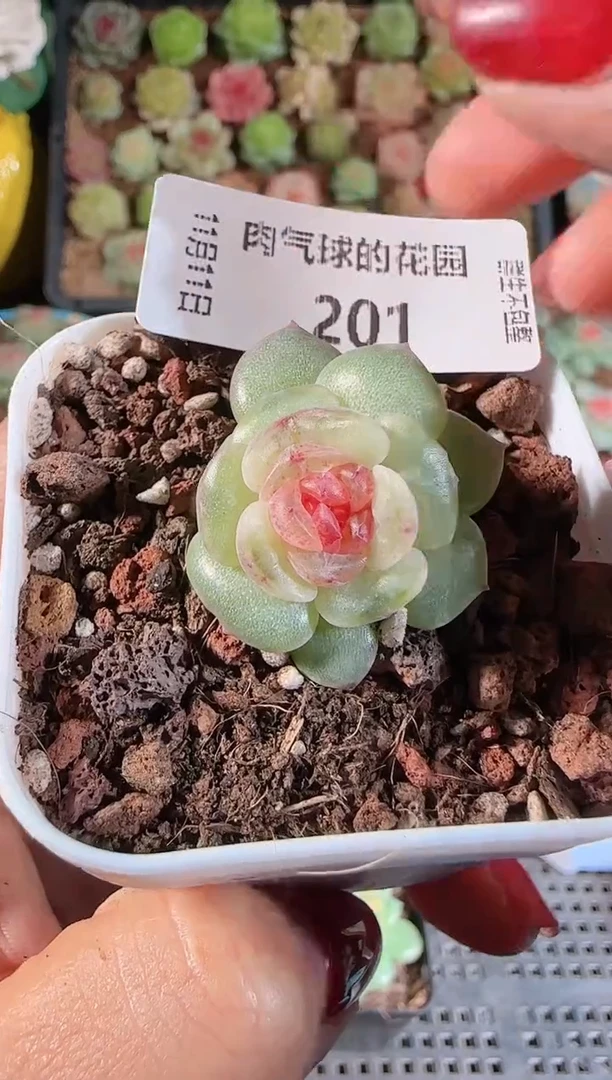 1111-201紫烟群生不包整