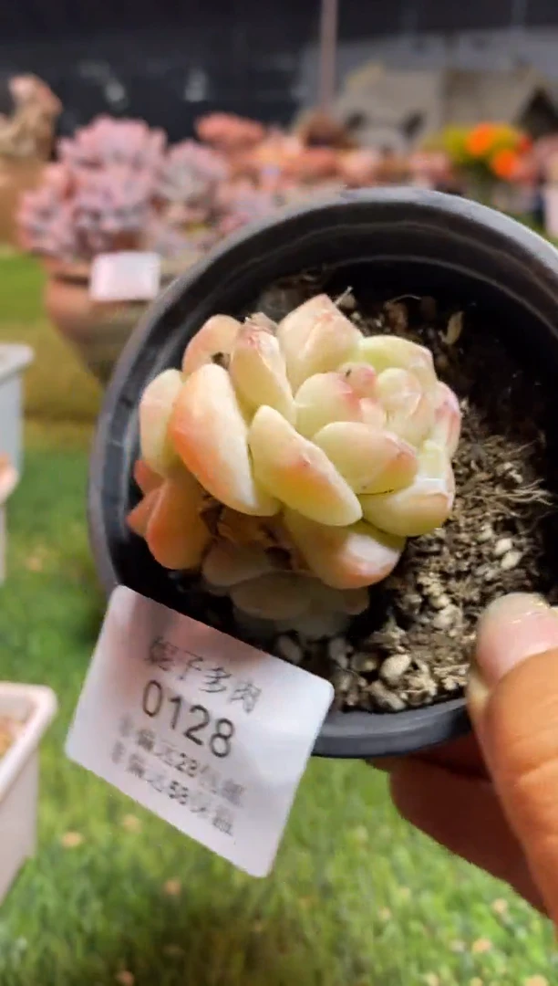 【闪购商品】0128a