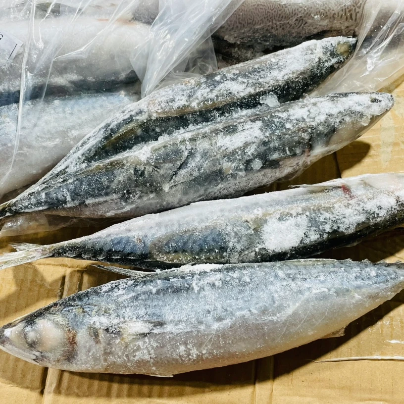 「小鲅鱼」8条净重5斤左右