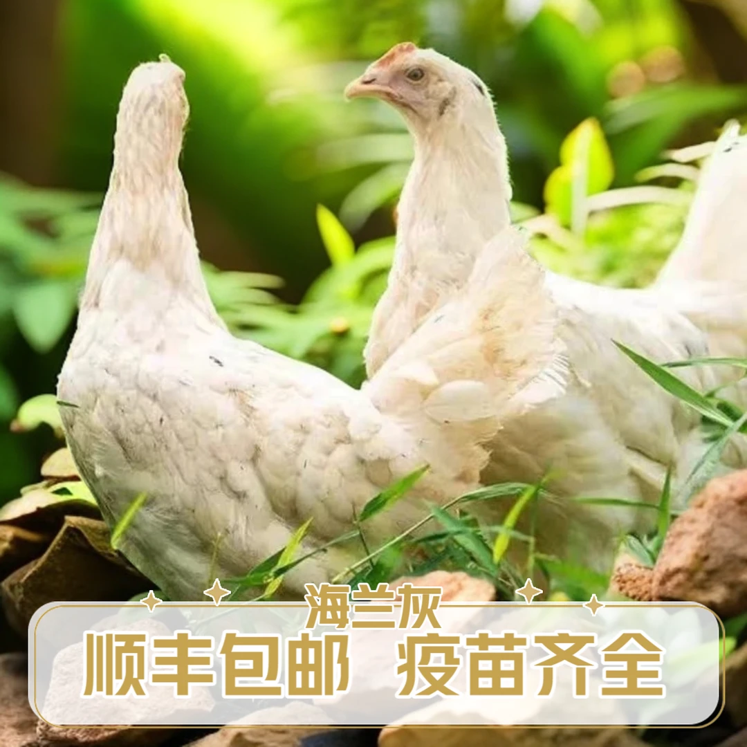 农家散养正宗海兰灰青年鸡产蛋王长尾鸡宠物鸡顺丰包邮死亡包赔