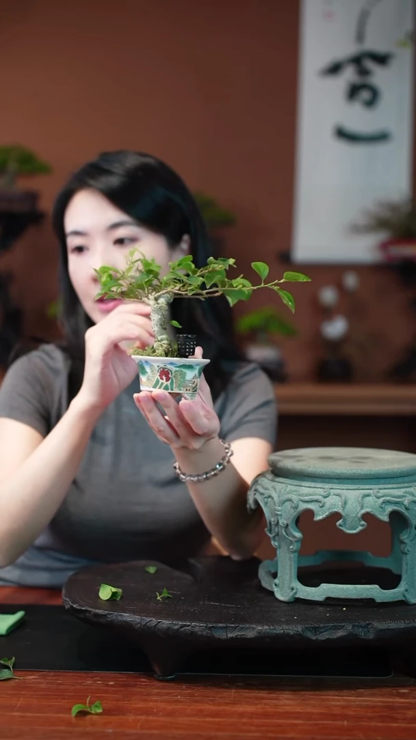 无花朵三角梅盆景盆景盆景