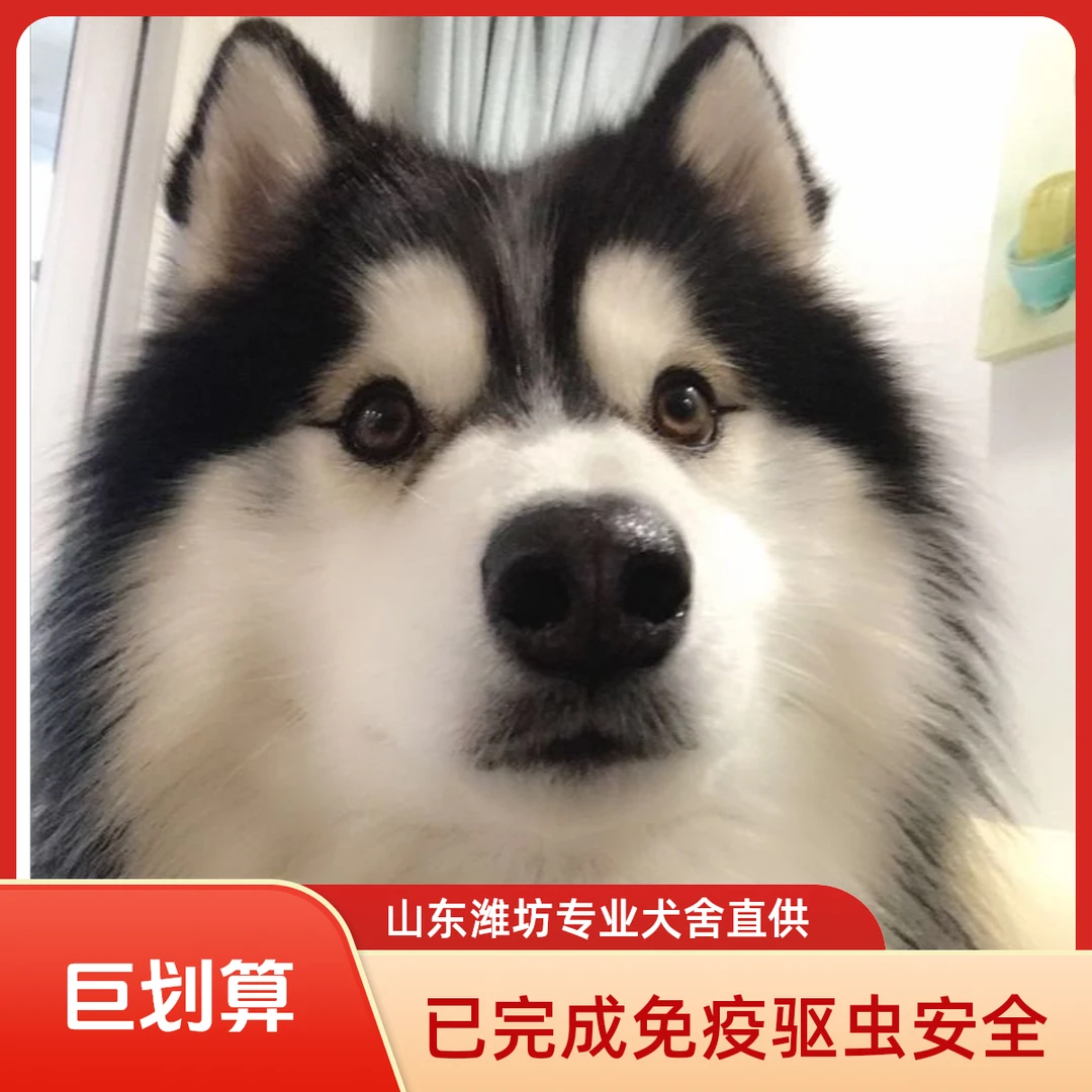 犬舍萌宠甄选直播狗狗直播狗狗宠物