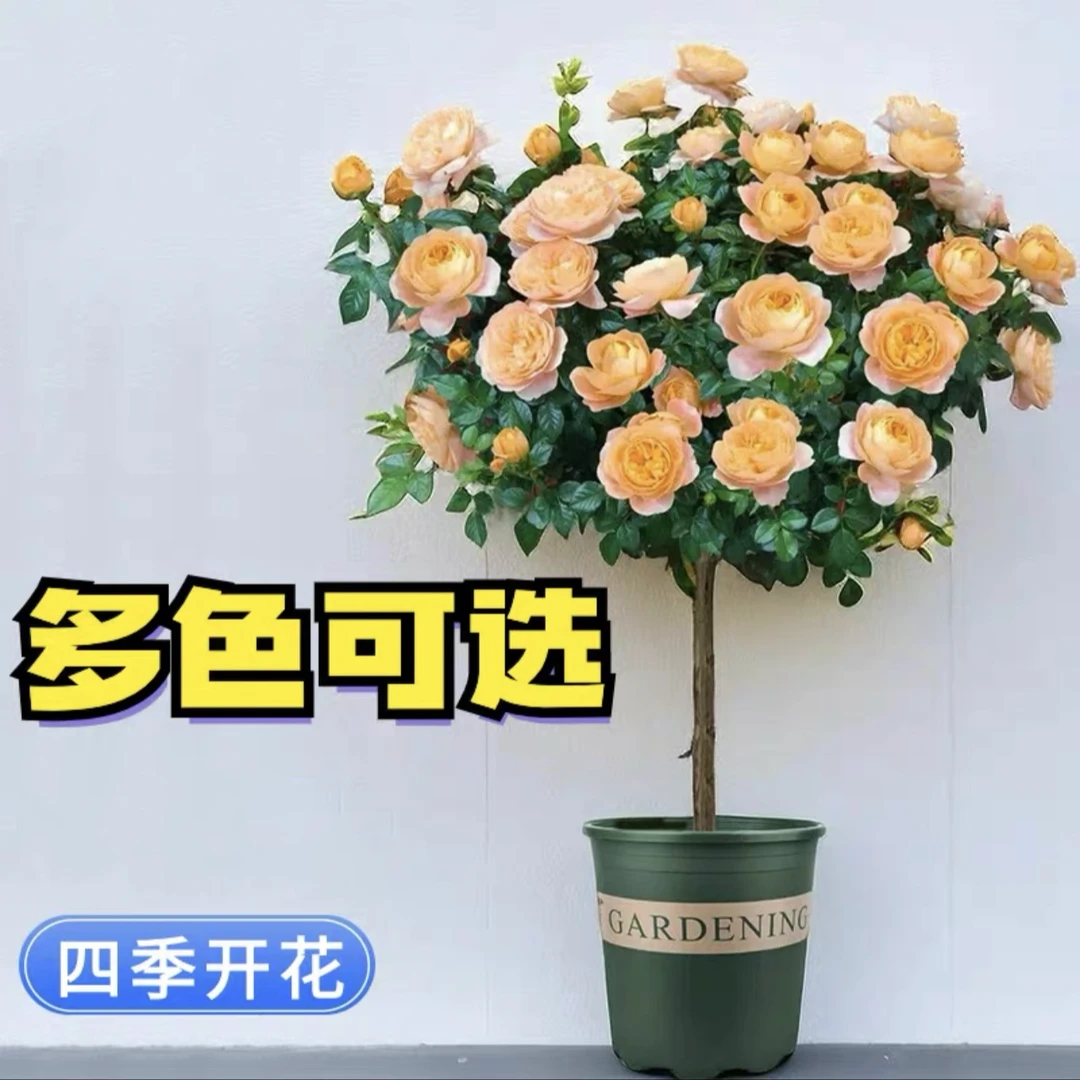 花花【棒棒糖月季】树状花卉新手款四季开花分支植株庭院阳台种植