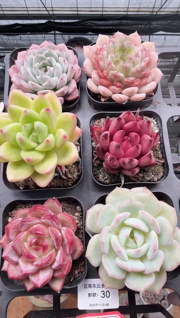 东云多肉园新款-30