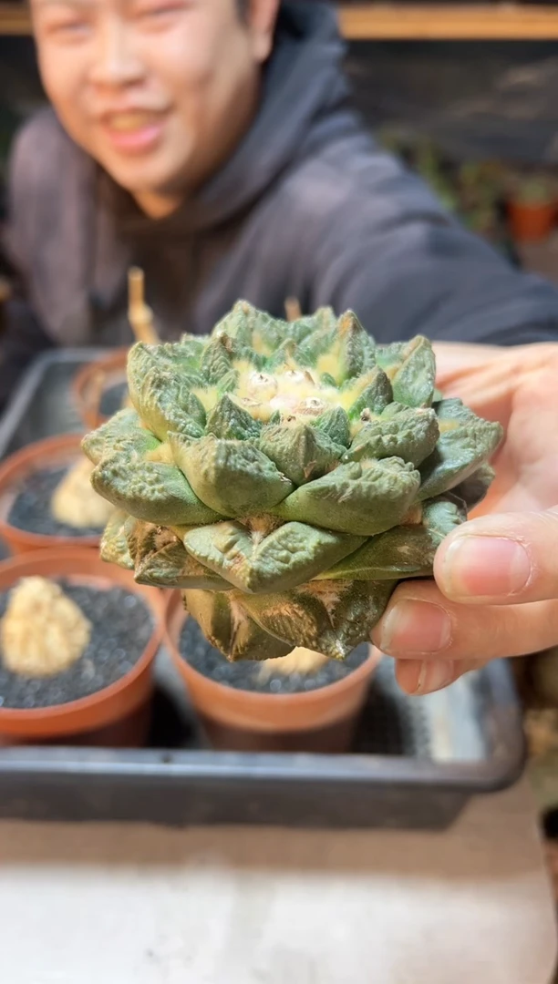 【闪购商品】4号苗接无根短尤龙角龟9.2公分