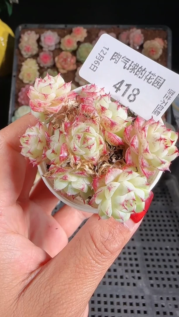 1206-418多肉群生不包整