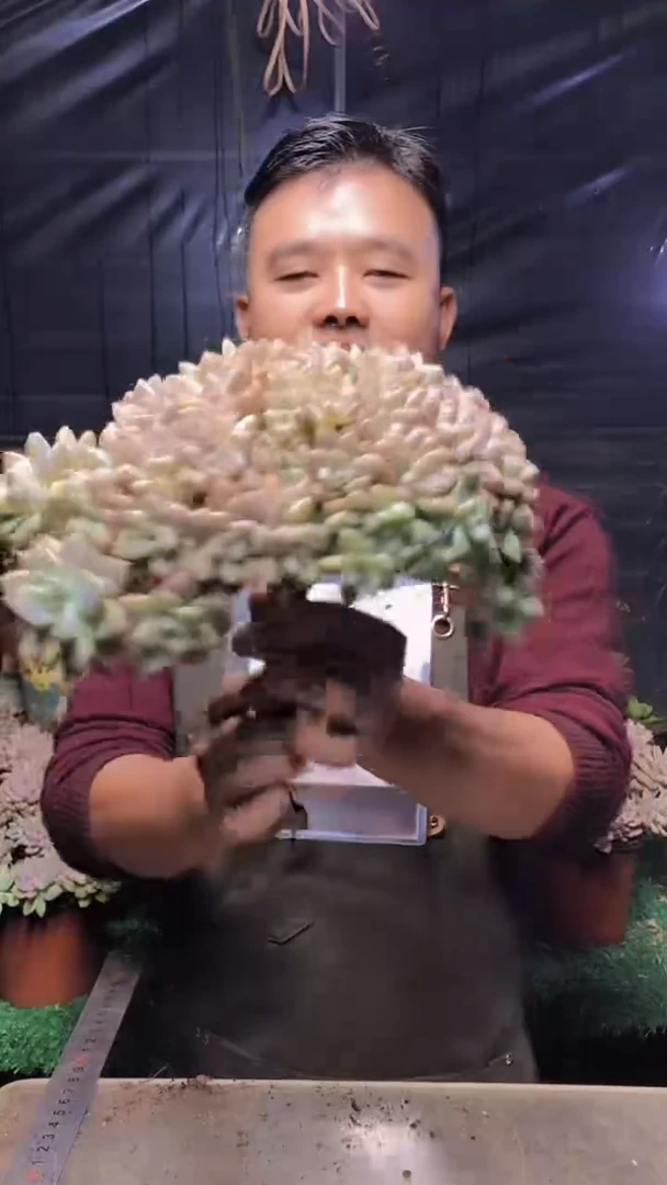 234淡雪缀化（一物一拍）