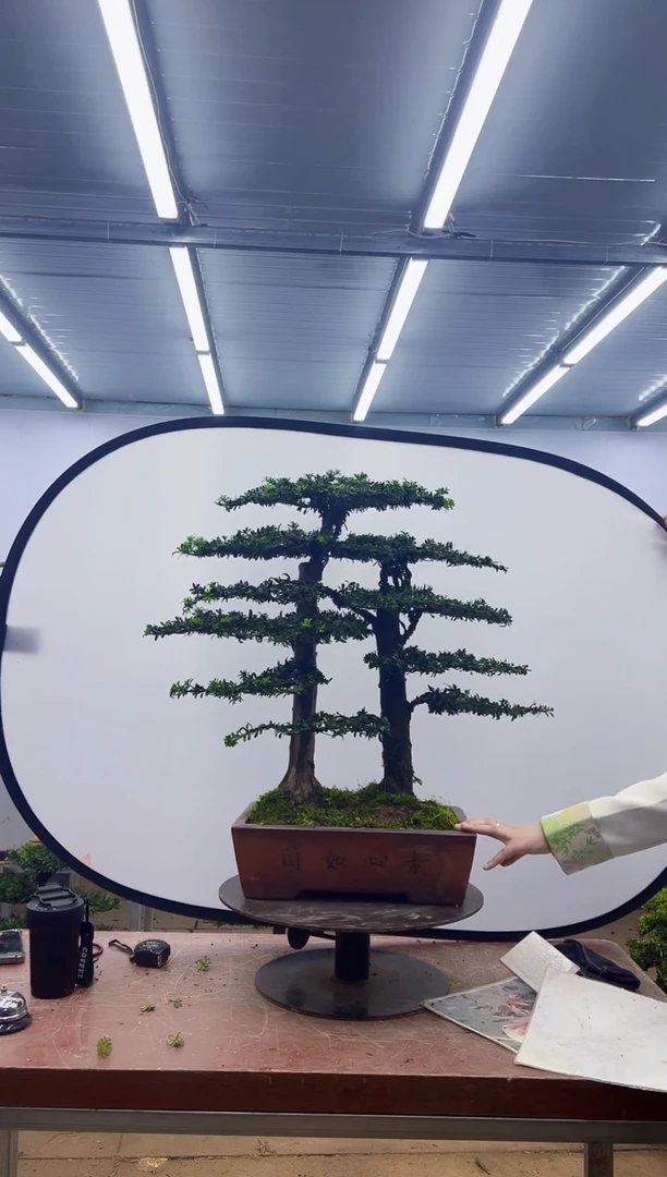 无花朵一物一拍，所见即所得