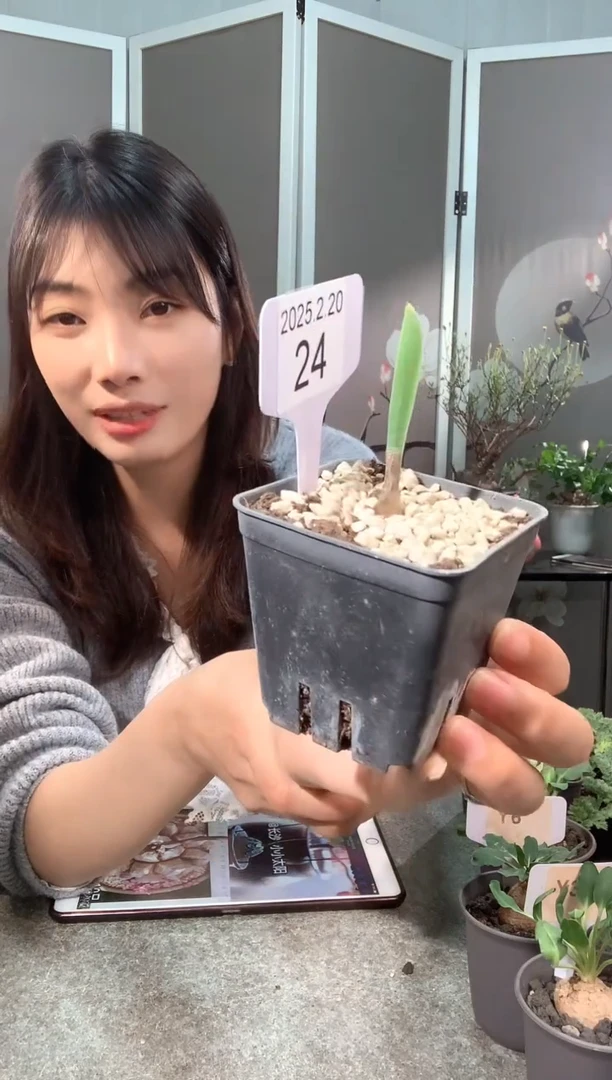 【闪购商品】巨波叶血莲宝宝2.20.24