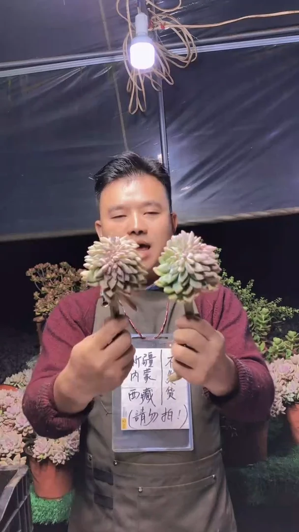 225淡雪缀化一物一拍
