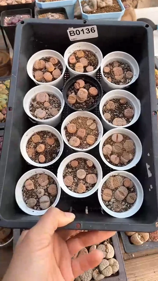 【闪购商品】0136直播一物一拍