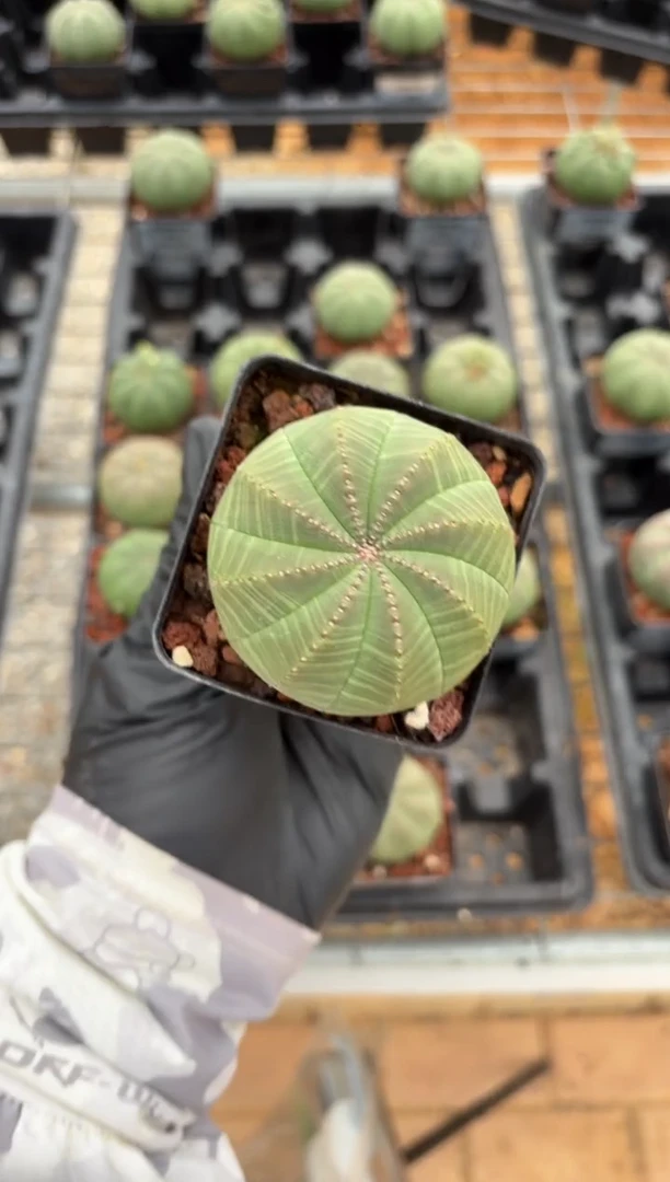 布纹球大戟FC-3627