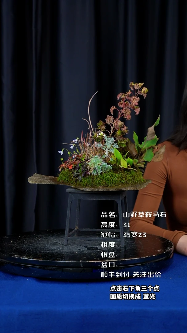 【闪购商品】山野草鞍马石