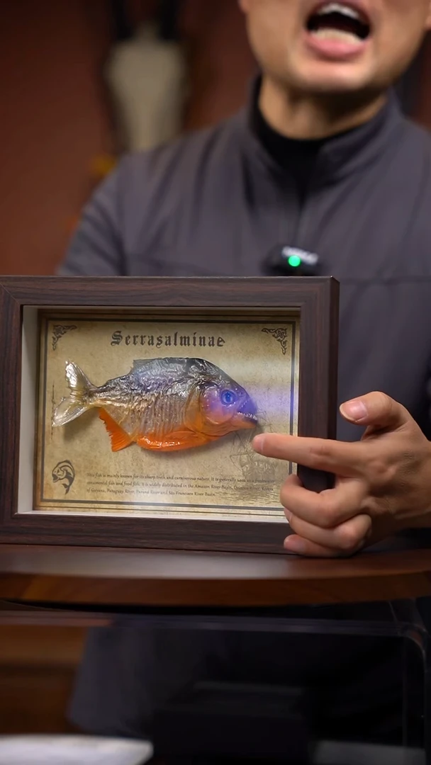 食人鱼标本（常规）