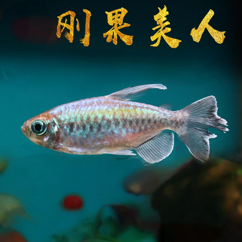 小型热带观赏鱼 刚果美人鱼 活体群游鱼 好养易活