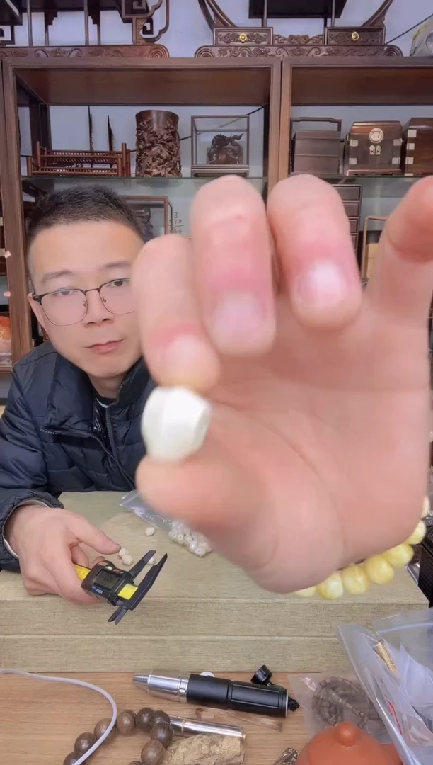 【闪购商品】乌木类书架794猛犸鲨鱼贝三通单颗