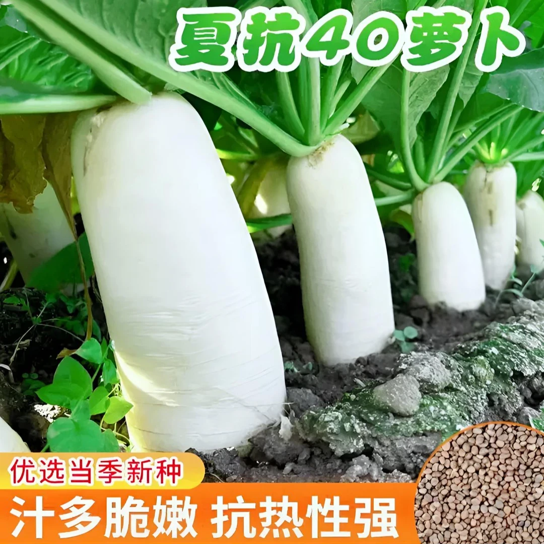 夏抗40白萝卜种子白萝卜水果萝卜种子易种植家庭小院盆栽种植