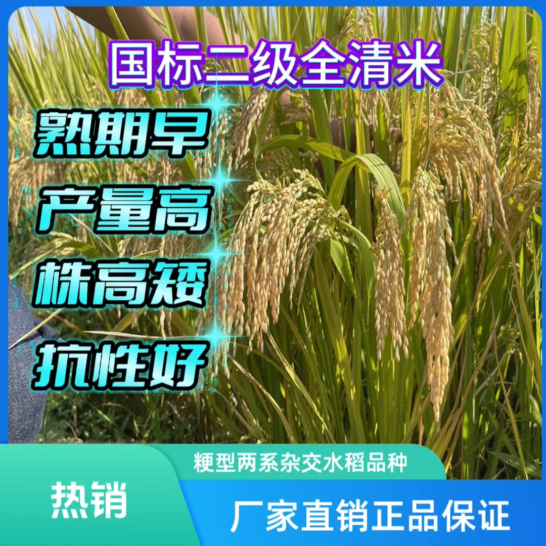 国审圆粒籼粳交9优30优质高产强抗倒伏抗病强矮杆大穗水稻种子