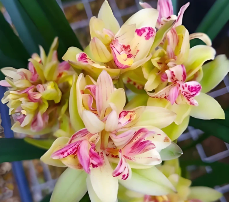 建兰 【富山奇蝶】奇花浓香 花期6-11月 好养易活