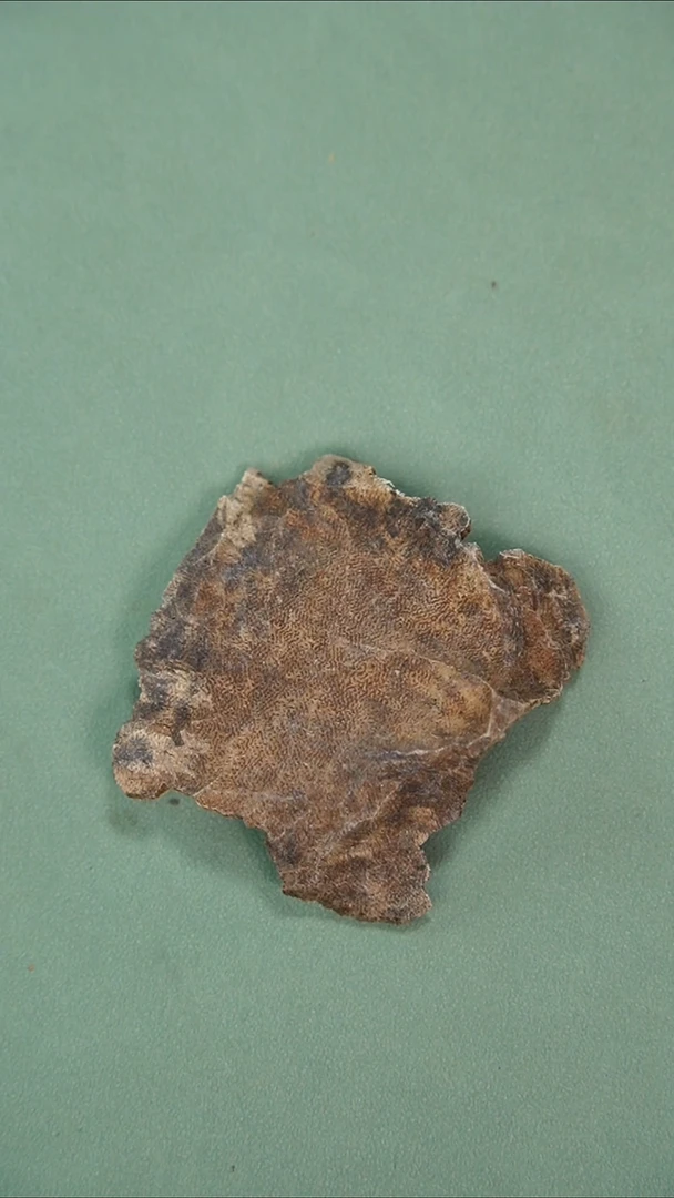 沉香沉香碎屑富国岛板头5克